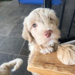 Dancer - Cream male Australian Cobberdog puppy in Scottsdale, Arizona from Mud Pies Australian Cobberdogs