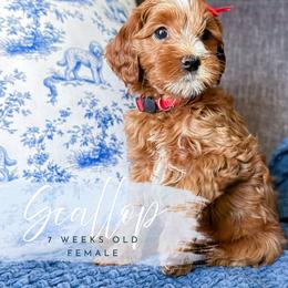 Scallop - Red  female Goldendoodle puppy in Garden Grove, California from Sunkissed Doodles