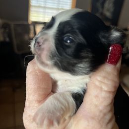 Thankful (Tank) - Black male Chihuahua puppy in Tecumseh, Oklahoma from Callie’s Happy Chihuahuas, Callie’s Happy Treasures LLC