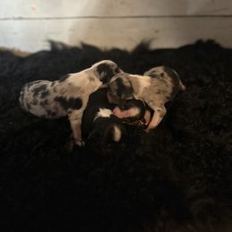 Australian Shepherd Puppies from Josh Courville