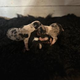 Australian Shepherd Puppies from Josh Courville