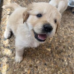 Girl 1 - Light golden female Golden Retriever puppy in Tyler, Texas from Cedar Hollow Retrievers