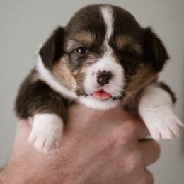 Gali - Black and tan female Pembroke Welsh Corgi puppy in South Otselic, New York from Ridge Top Corgis