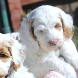 Labradoodles from LILY'S Labradoodles