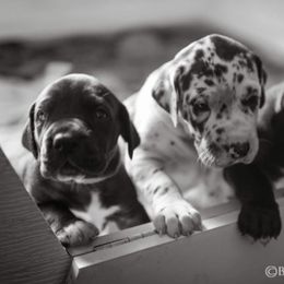 Dachshund and Great Dane Puppies from Bellator Danes & Mini Dachshunds