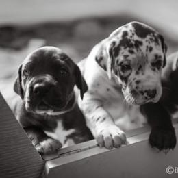 Dachshund and Great Dane Puppies from Bellator Danes & Mini Dachshunds