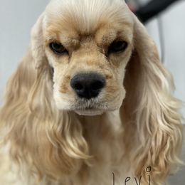 Levi - Cocker Spaniel