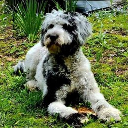 Aussiedoodles from Willow's Creek Poodles and Doodles