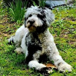Aussiedoodles from Willow's Creek Poodles and Doodles