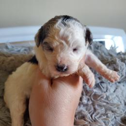 Aussiedoodle Puppies from Down Under Doodles