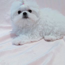 Maltese Puppies from Bratpackbabydolls