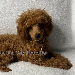 Poodle Puppies from Coasta J’s Toy Poodles