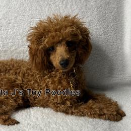 Poodle Puppies from Coasta J’s Toy Poodles