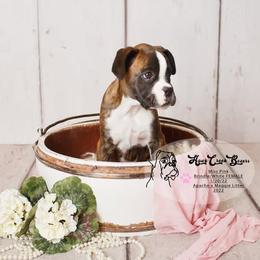 Boxer Puppies from Hawk Creek Boxers