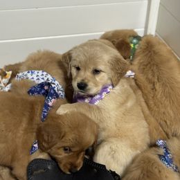 Lilac - Golden female Golden Retriever puppy in Payette, Idaho from Stonewick Retrievers