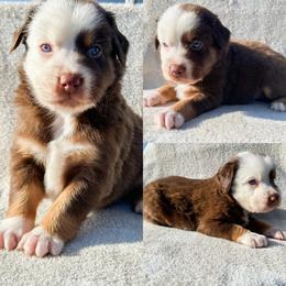Red tri male 1 - Red tri male Miniature Australian Shepherd puppy in Brooker, Florida from Honey, I Shrunk the Aussies