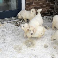 Cavalier King Charles Spaniels and Great Pyrenees from Miller Cavs and Pyrs
