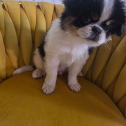 Jasper - Black and white male Japanese Chin puppy in Mint Hill, North Carolina from Chincredible Puppies