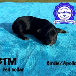 BTM red collar - Black tri-color male Australian Shepherd puppy in Greenville, Texas from Amandas Aussies