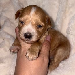 Maple - Wheaten female Miniature Schnauzer puppy in Lufkin, Texas from C&K’s Schnauzer House