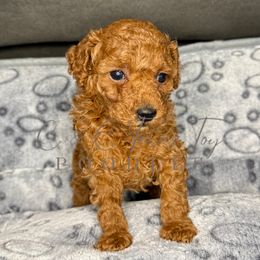 Girl 2 - female Poodle puppy in Austin, Texas from C & C Texas Toy Poodles