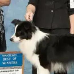 Lula - Border Collie