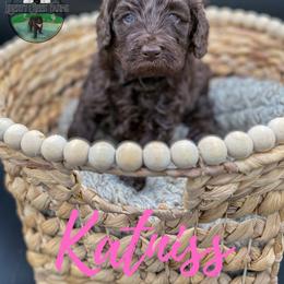 Katniss - Chocolate female Goldendoodle puppy in Ocoee, Tennessee from Liberty Creek Farms