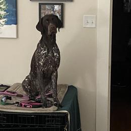 German Shorthaired Pointer All Grown Up from Twin Gabels GSPs