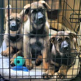 German Shepherd Puppies from Royalty German Shepherds