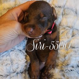 Siri - 5500 - Red and rust female Doberman Pinscher puppy in Aurora, Indiana from Double-Take Doberman Kennels