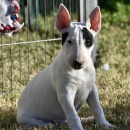 Buck - White and black brindle male Bull Terrier puppy in Gilbert, Arizona from Sunny Sky Bull Terriers