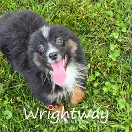 Mathew - Black tri male Miniature Australian Shepherd puppy in Dowagiac, Michigan from Wrightway Wigglebutts