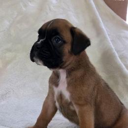 Nash - Fawn male Boxer puppy in Thompson, Pennsylvania from Moonlitboxers