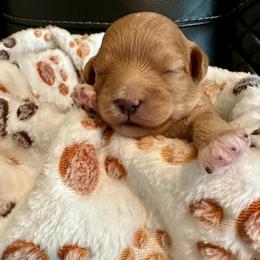 Oscar - Red male Cavapoo puppy in Liberty Hill, Texas from Cuddlebug Cavapoos of Austin