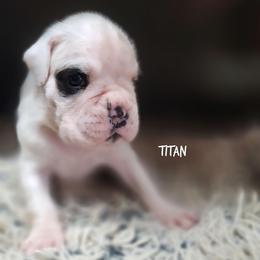 Titan - White male Boxer puppy in Spring Hill, Florida from Hart's Grand Boxers