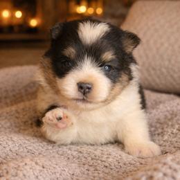 Sammy - Black and tan parti male Pomeranian puppy in Comer, Georgia from HillTop Pomeranians ✨