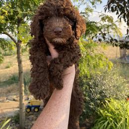English Springer Spaniel, Poodle, and Springerdoodle Puppies from Little Mountain Springers, Springerdoodles & Poodles