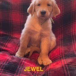 JEWEWL-GREEN COLLAR - Dark golden female Golden Retriever puppy in Berea, Kentucky from Lucky Golden Ranch