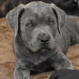 Athena - Cane Corso puppy from Willow Creek Cane Corsos