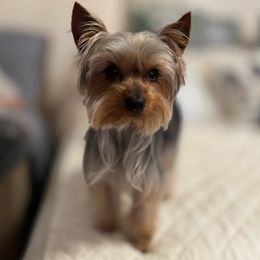Koede - Yorkshire Terrier