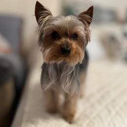 Koede - Yorkshire Terrier