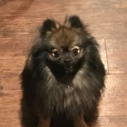 Victor - Pomeranian