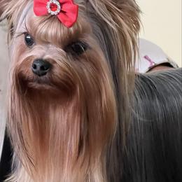 Sky - Yorkshire Terrier