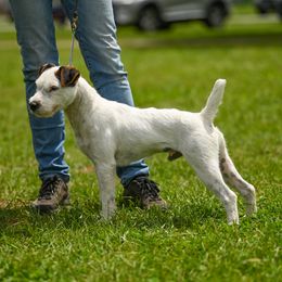 Kaz - Jack Russell Terrier