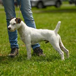 Kaz - Jack Russell Terrier