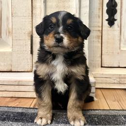 Traditional Tricolor 1 - Tri-color male Bernedoodle puppy in Brooksville, Florida from Kruger Doodles