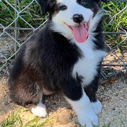 Tikka - Black tri-color female Australian Shepherd puppy in Magee, Mississippi from Paint ByNumbers Ranch