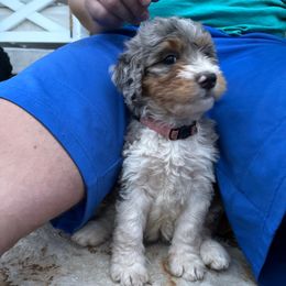 Paris - Merle female Bernedoodle puppy in Castle Rock, Colorado from South Denver Bernedoodles