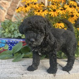 Goldendoodle Puppies from Jess’ Golden Doodles