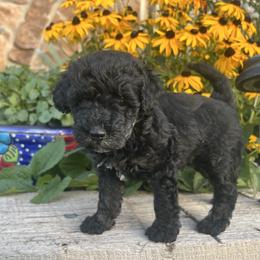 Goldendoodle Puppies from Jess’ Golden Doodles